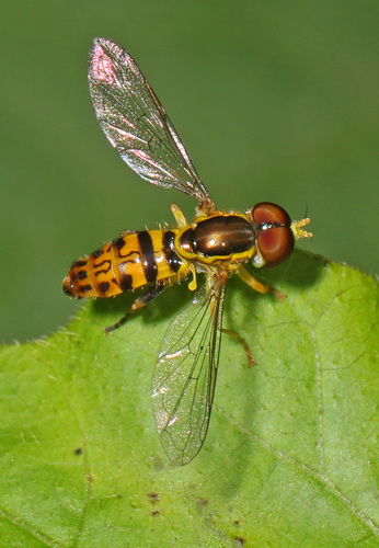 Eastern Calligrapher