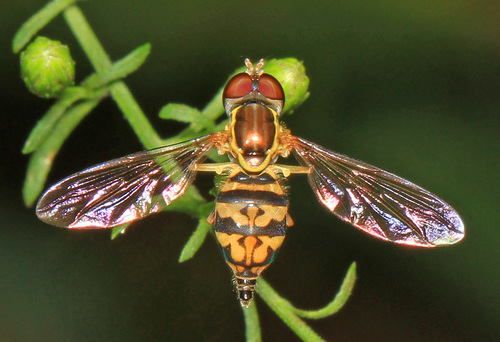 Eastern Calligrapher
