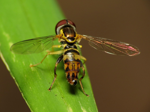 Eastern Calligrapher