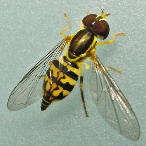 Eastern Calligrapher