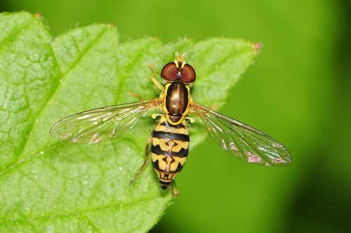 Eastern Calligrapher