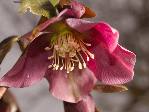 Lenten-rose