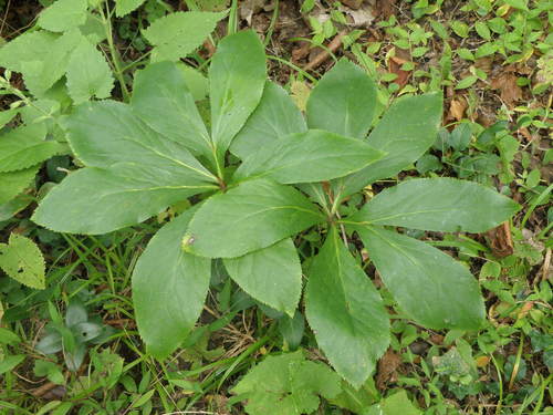 Lenten-rose
