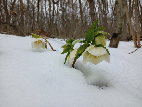 Lenten-rose