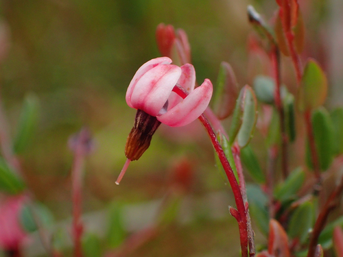 bog cranberry