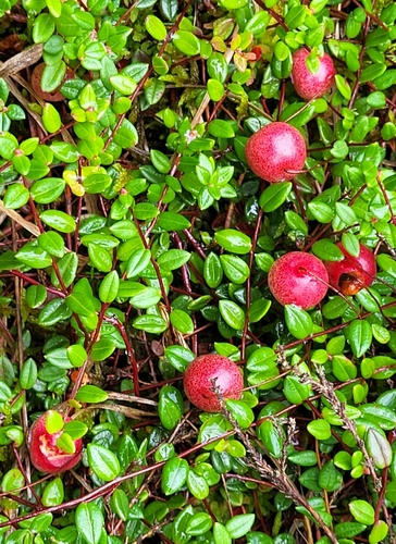 bog cranberry