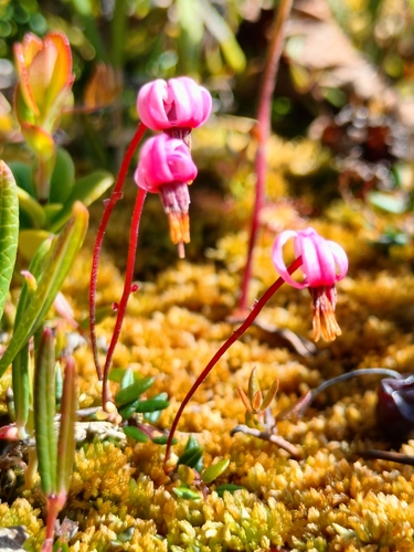 bog cranberry