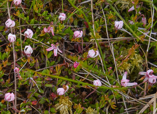 bog cranberry