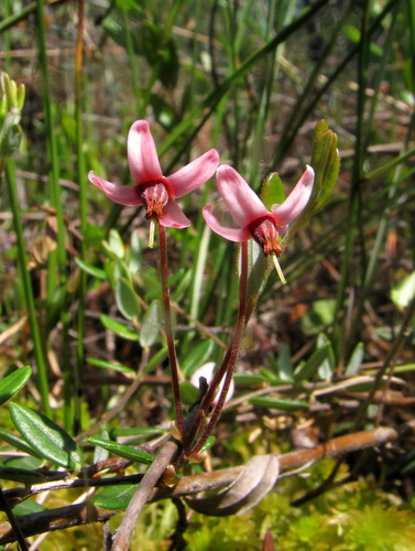 bog cranberry