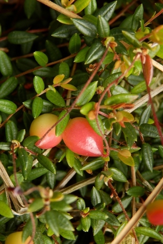bog cranberry