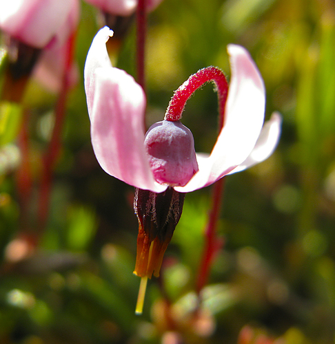bog cranberry