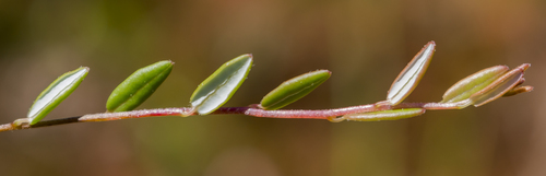 bog cranberry