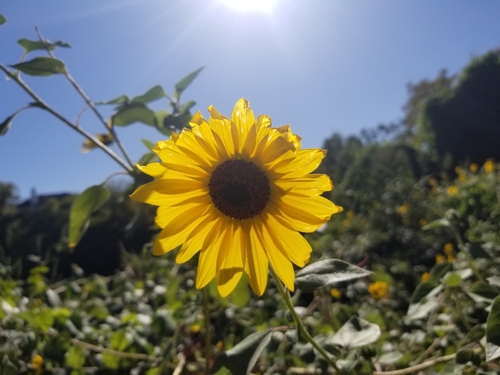 cucumberleaf sunflower