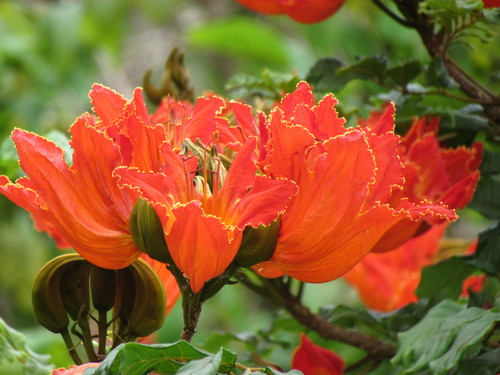 African tulip tree