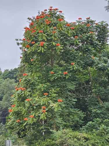 African tulip tree