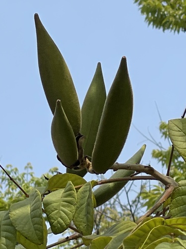 African tulip tree