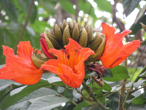 African tulip tree