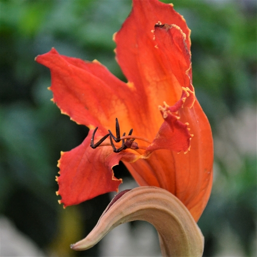 African tulip tree