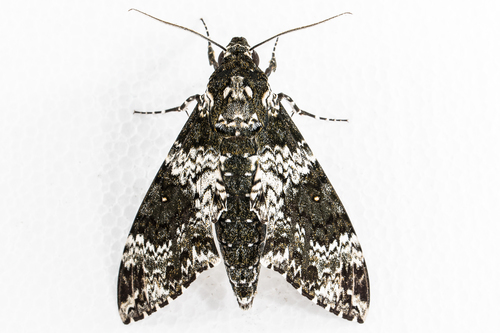 Rustic Sphinx