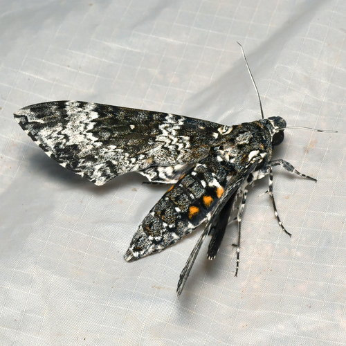 Rustic Sphinx