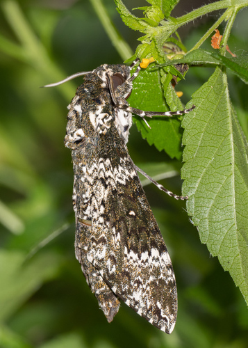 Rustic Sphinx