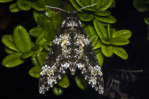 Rustic Sphinx