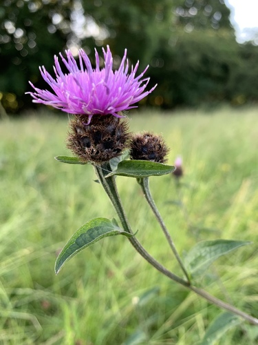 black knapweed