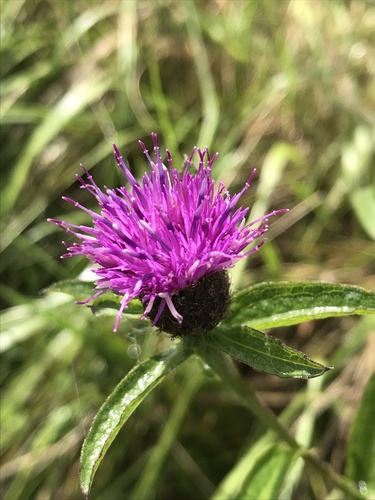 black knapweed