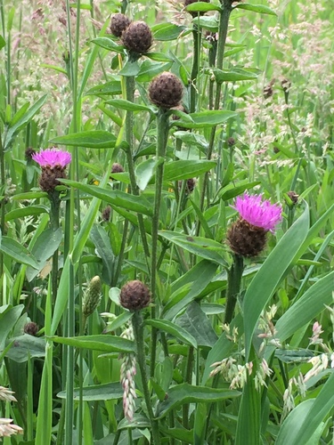 black knapweed