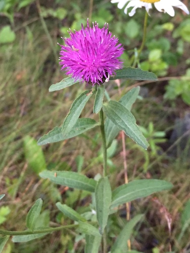 black knapweed