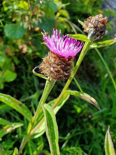 black knapweed