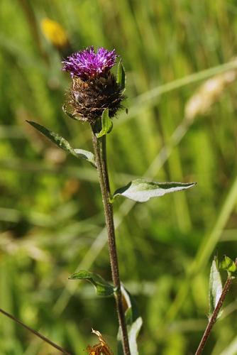 black knapweed
