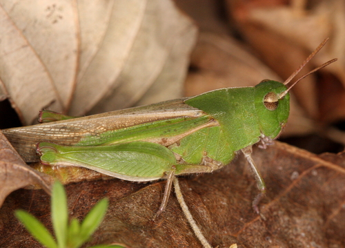 Green-striped Grasshopper