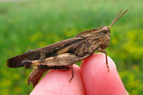 Green-striped Grasshopper