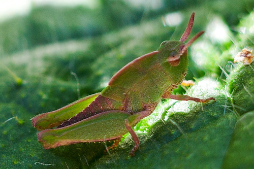 Green-striped Grasshopper