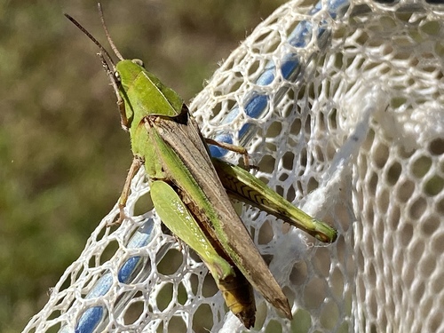 Green-striped Grasshopper