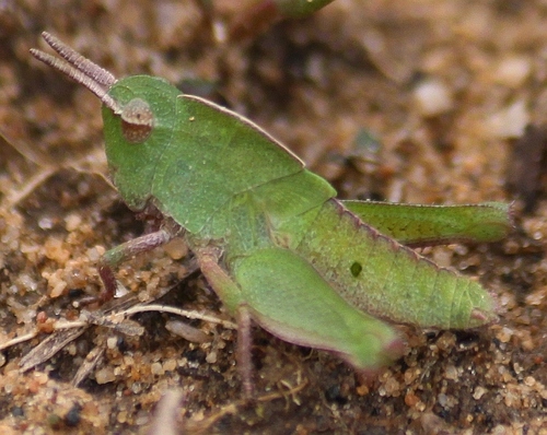 Green-striped Grasshopper