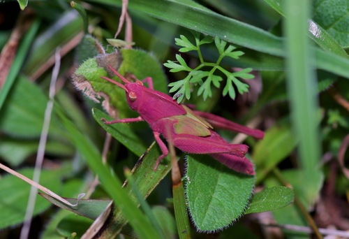 Green-striped Grasshopper