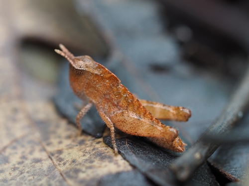 Green-striped Grasshopper