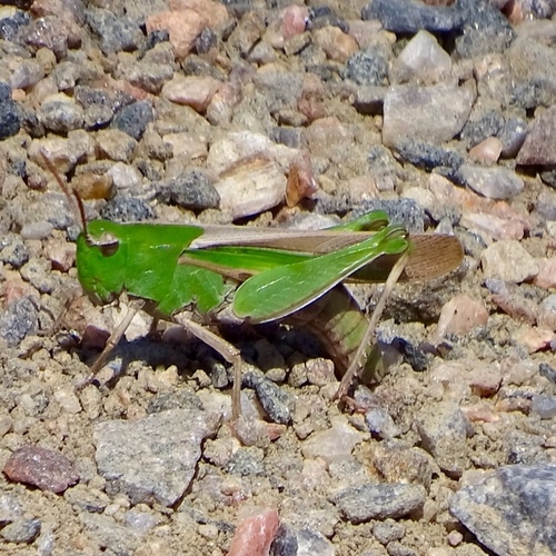 Green-striped Grasshopper