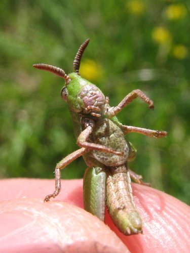 Green-striped Grasshopper