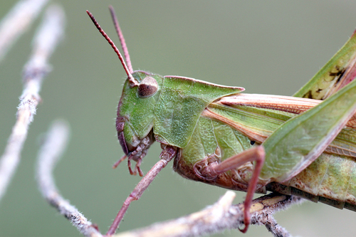 Green-striped Grasshopper