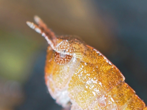Green-striped Grasshopper