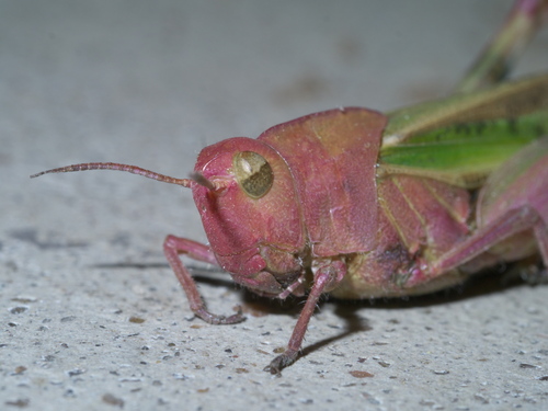 Green-striped Grasshopper