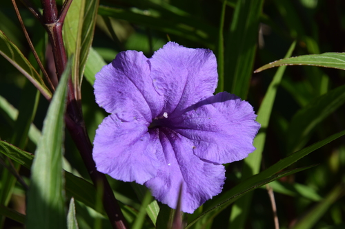 Mexican Ruellia