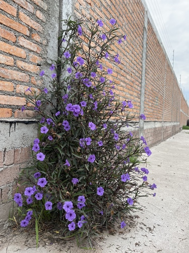 Mexican Ruellia