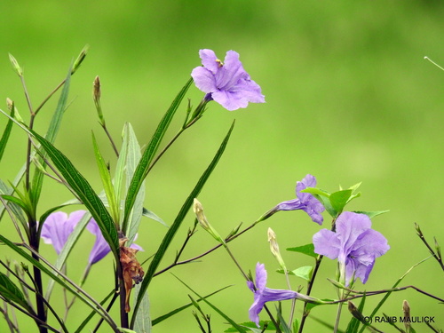 Mexican Ruellia