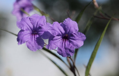 Mexican Ruellia