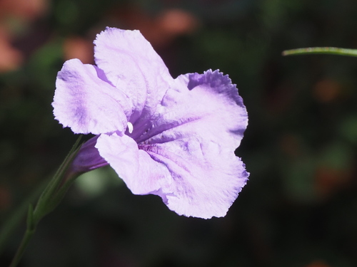Mexican Ruellia