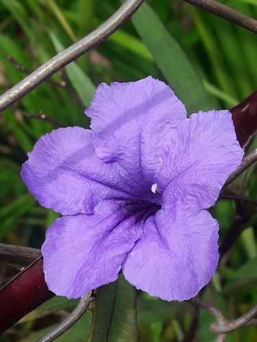 Mexican Ruellia